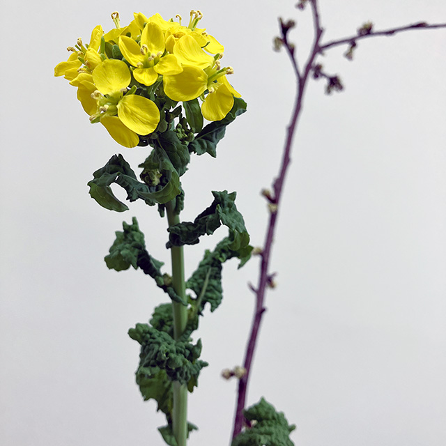 季節のお花