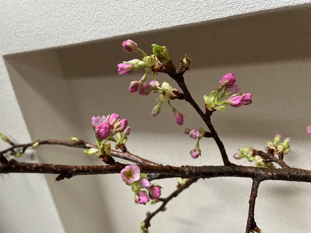 今週のお花