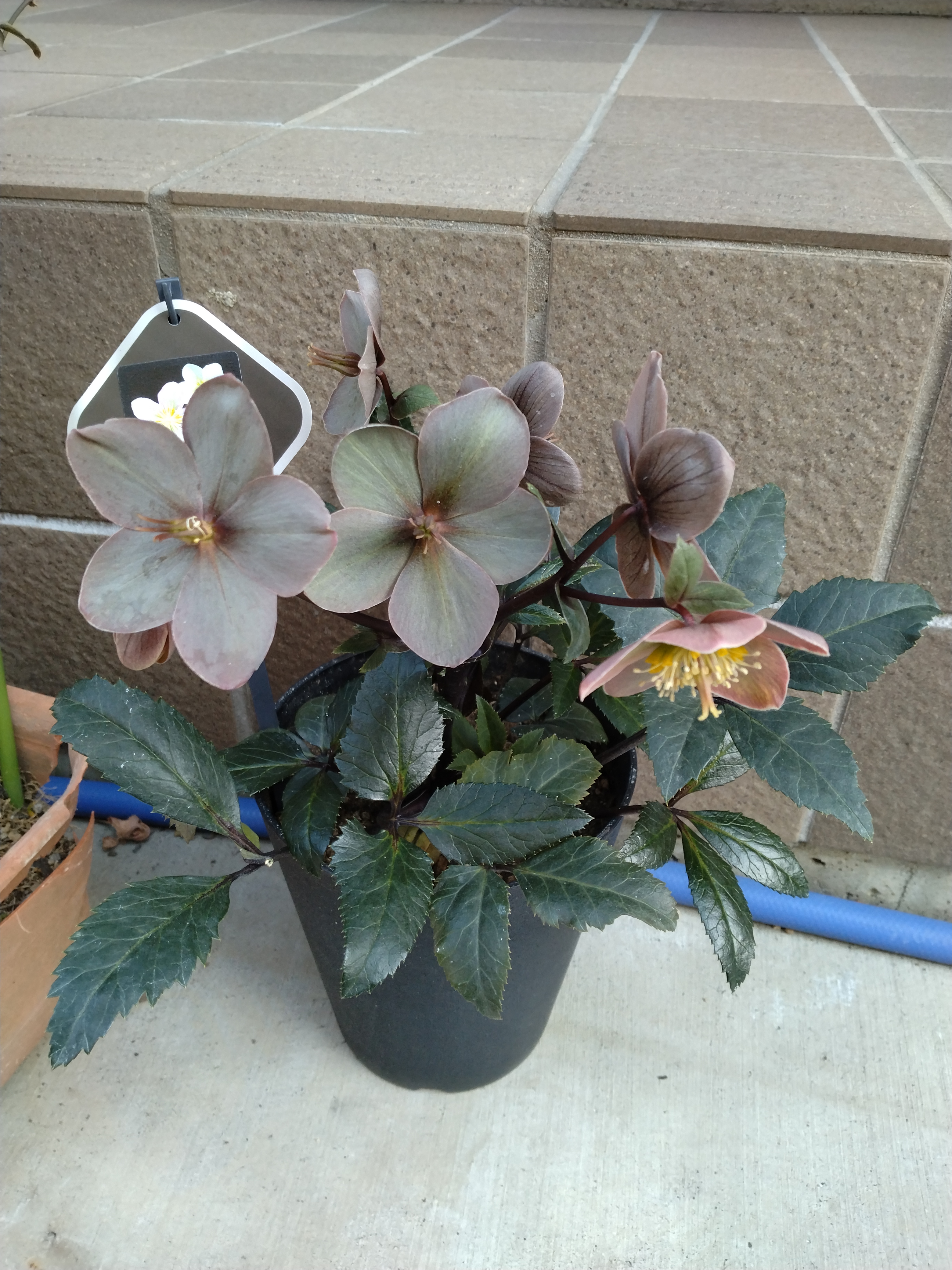 癒されてます。