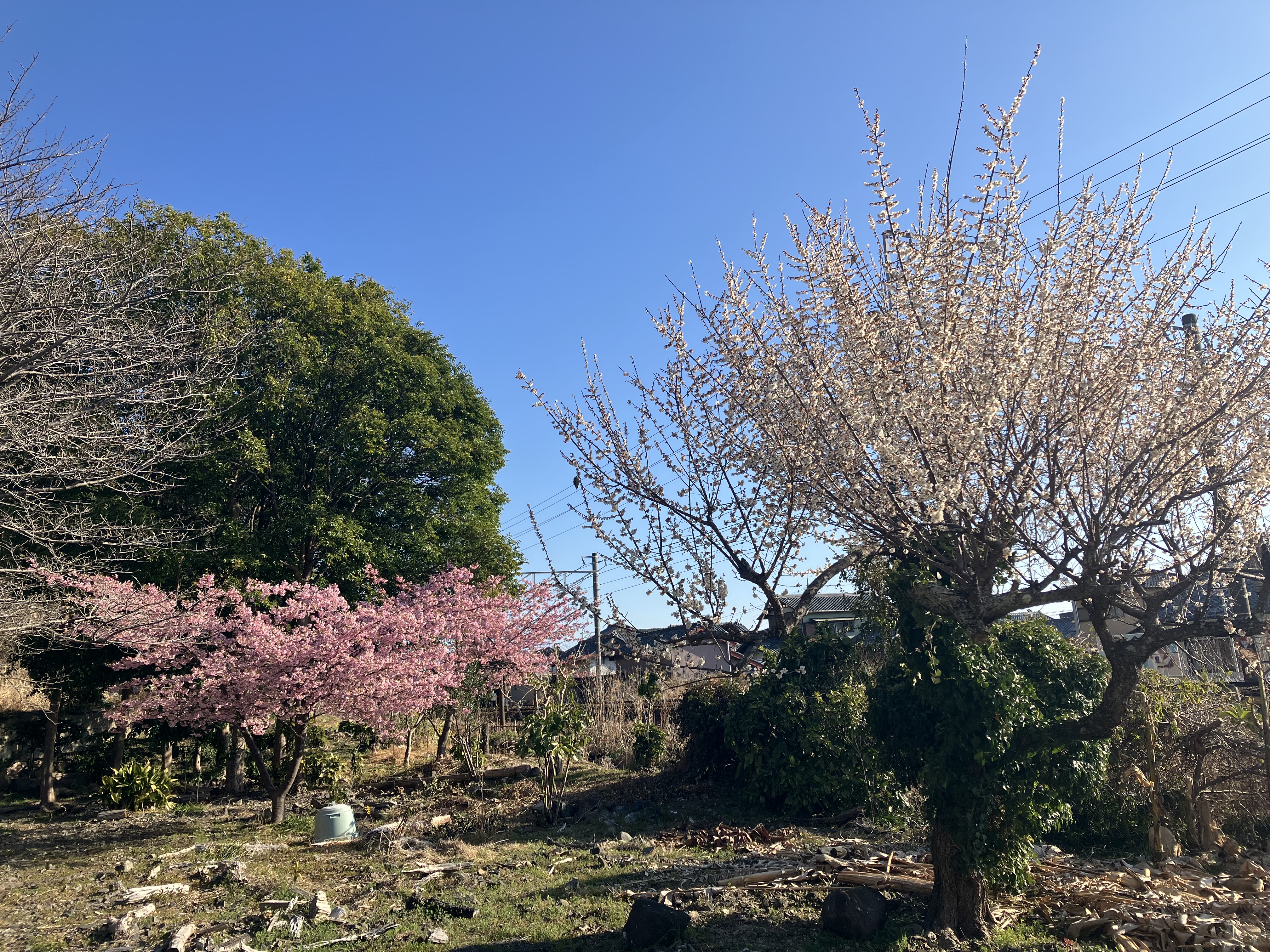ようやく春になりましたね