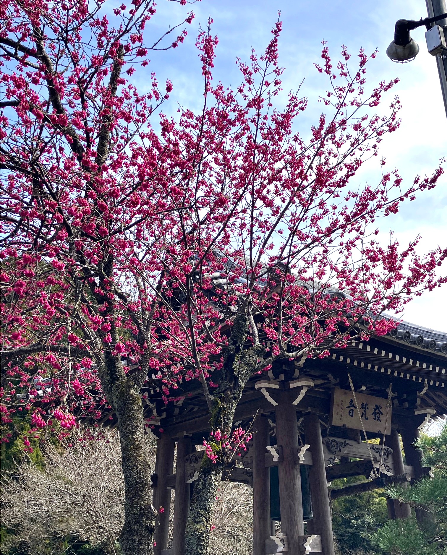 樹木葬のご納骨