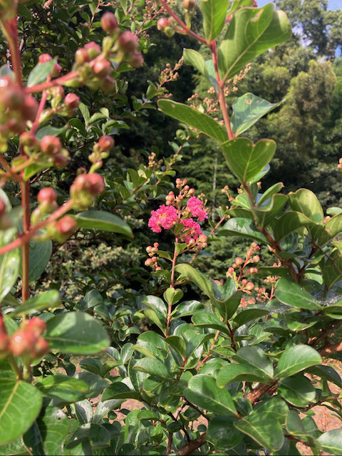 樹木葬、芽吹きと開花
