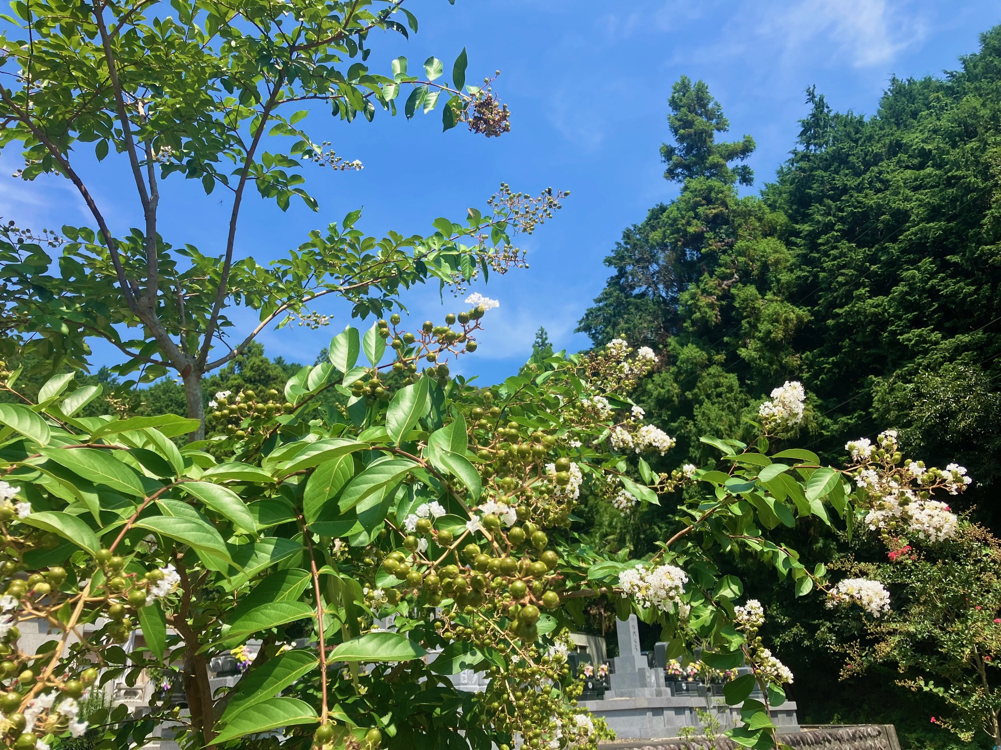 樹木葬現地販売会実施中です