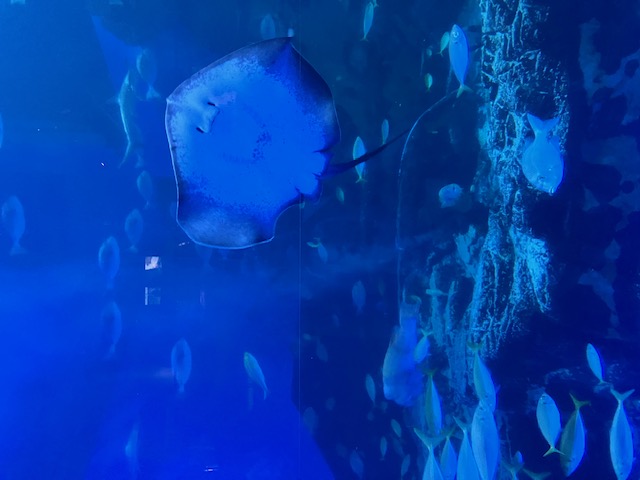 凉を求めて