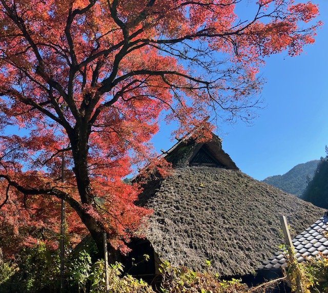 秋を満喫してきました。
