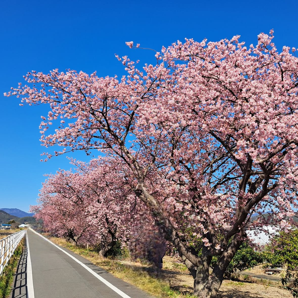 焼津山の手さくら　満開