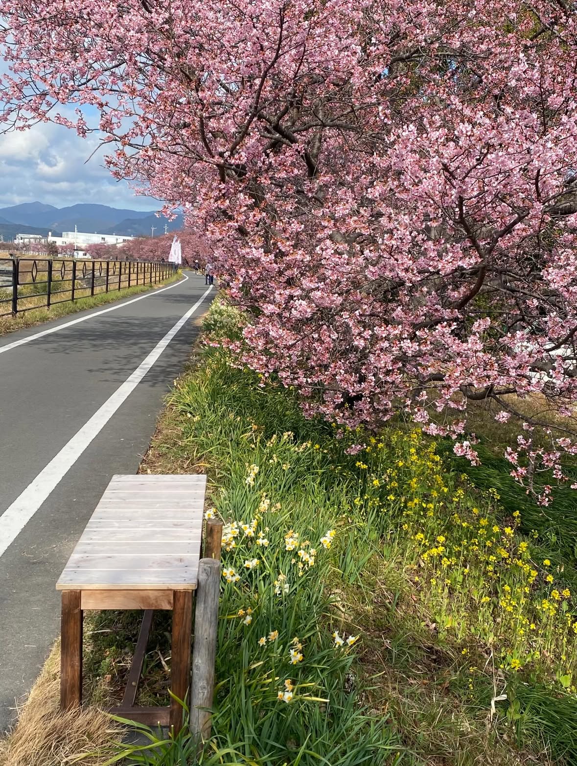 焼津山の手さくら 満開｜スタッフブログ｜[公式] 仏壇仏具販売・お仏壇