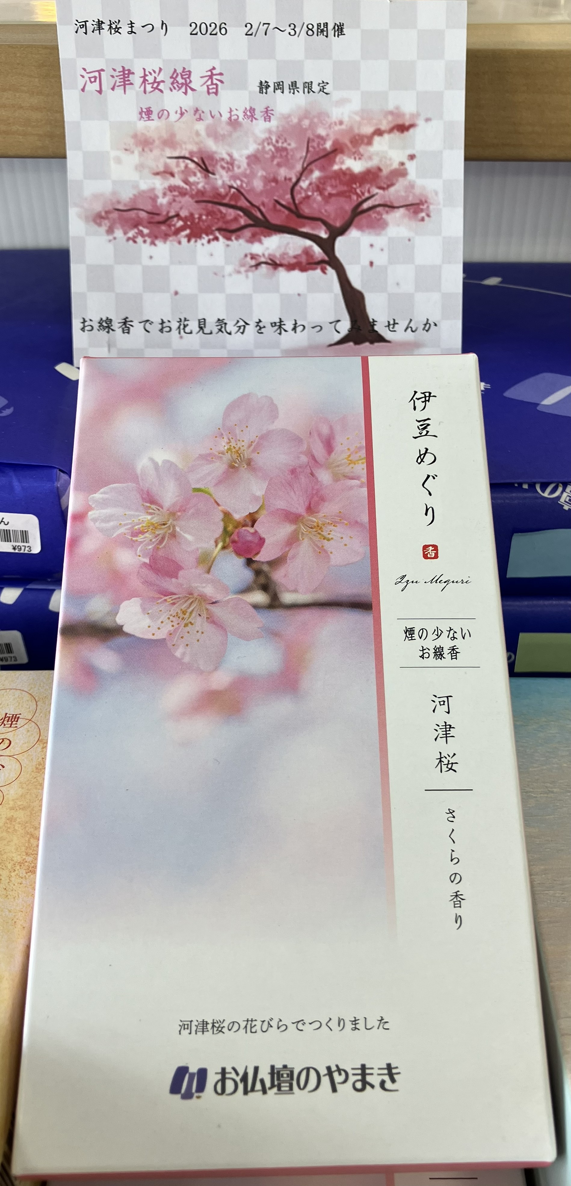 焼津ですが河津桜満開です