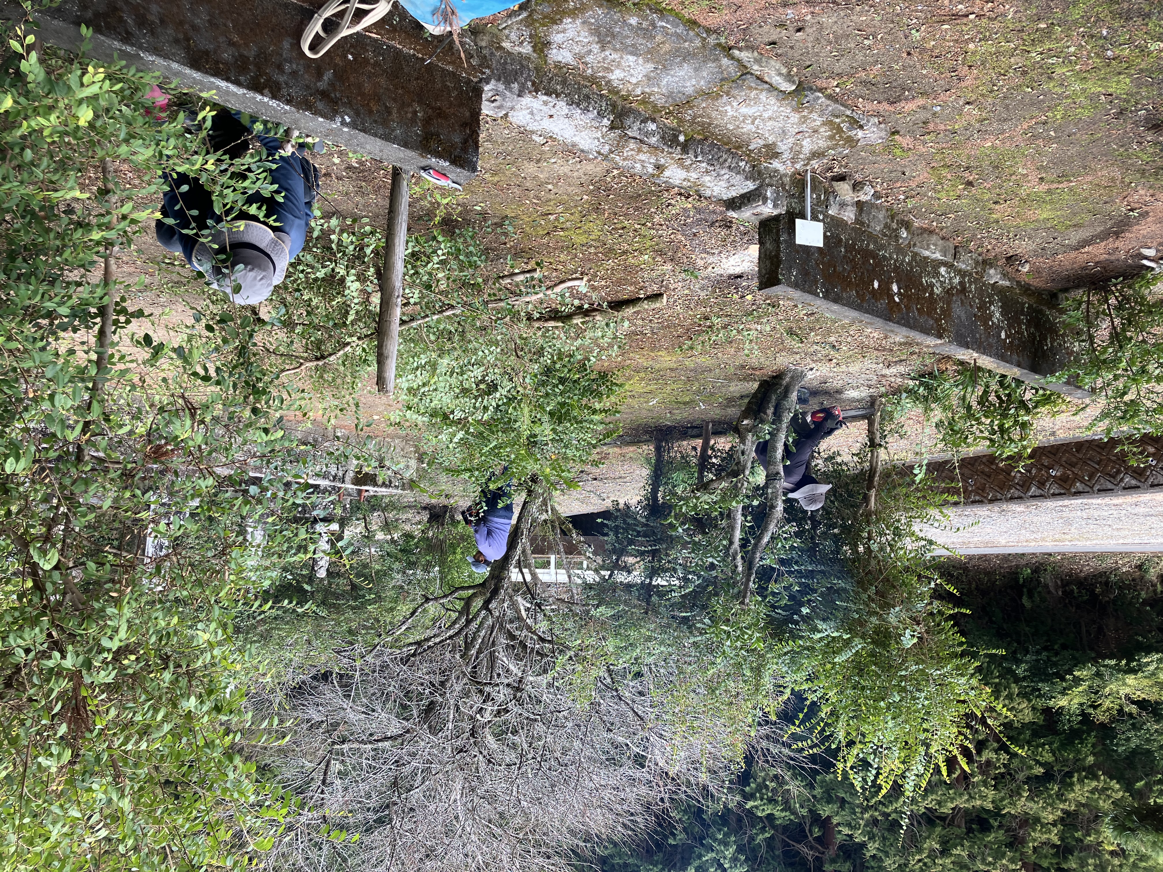 大きな敷地の墓じまい①