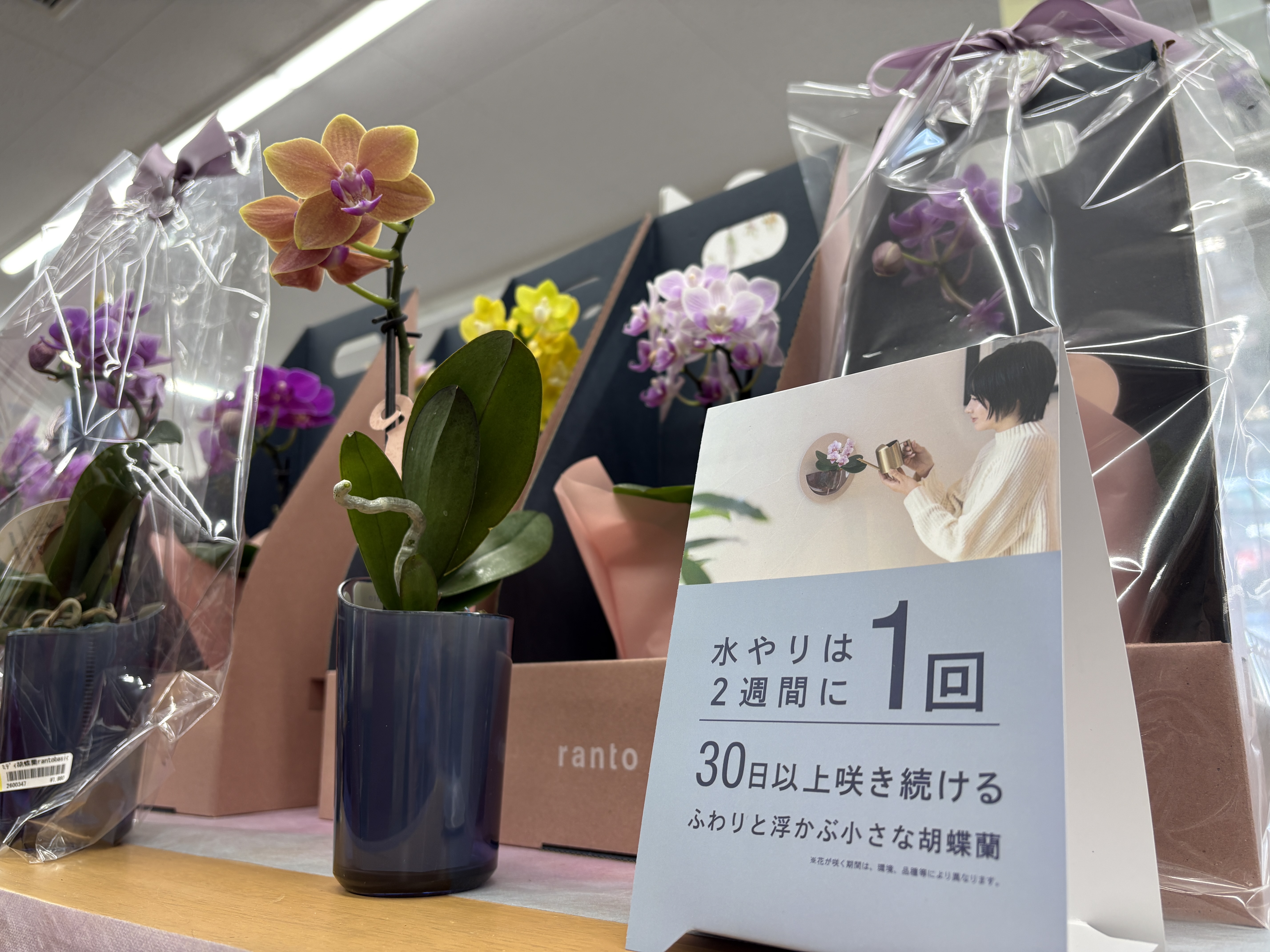 新商品”ranto”が入荷いたしました