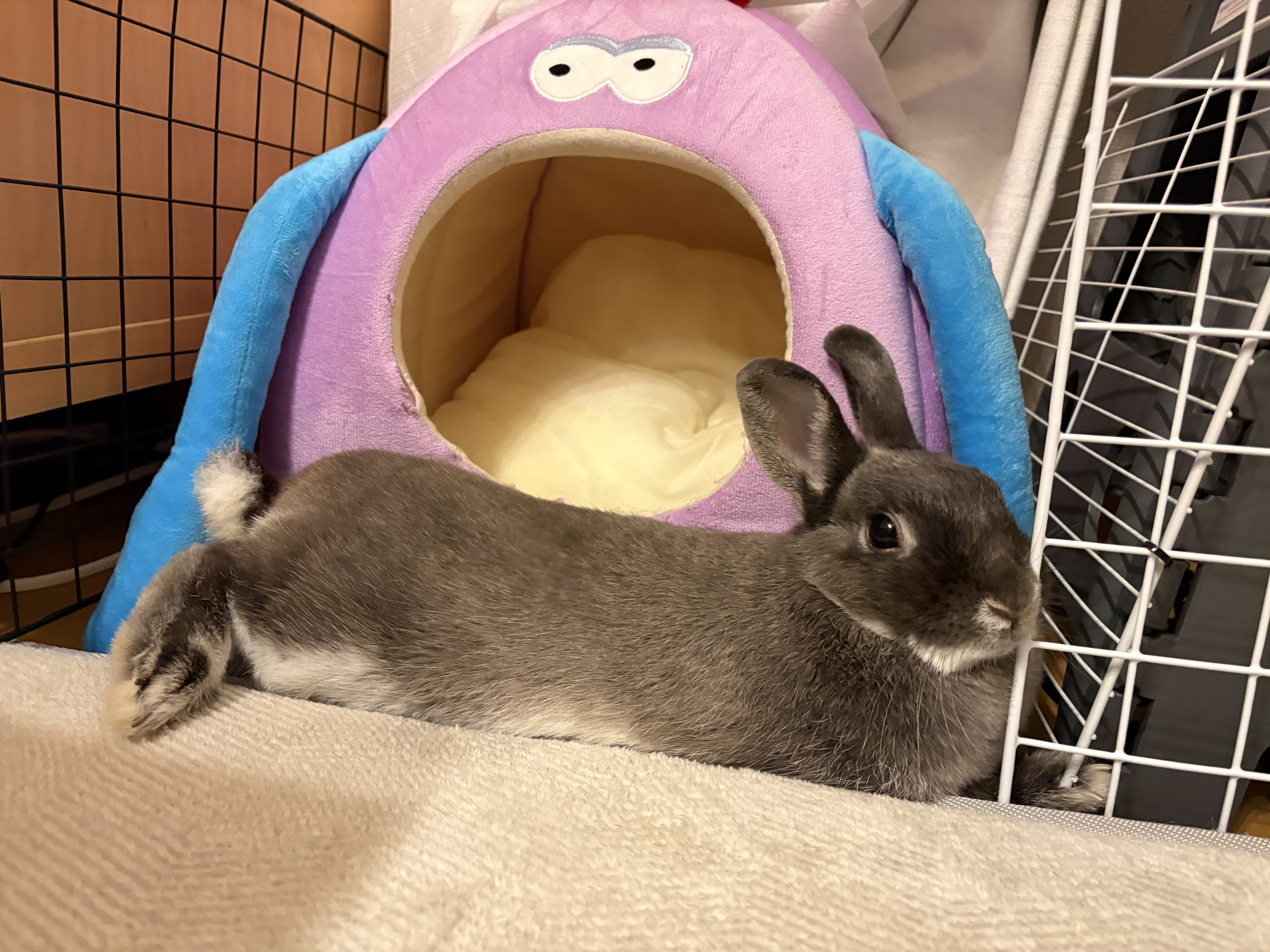 愛兎のご紹介