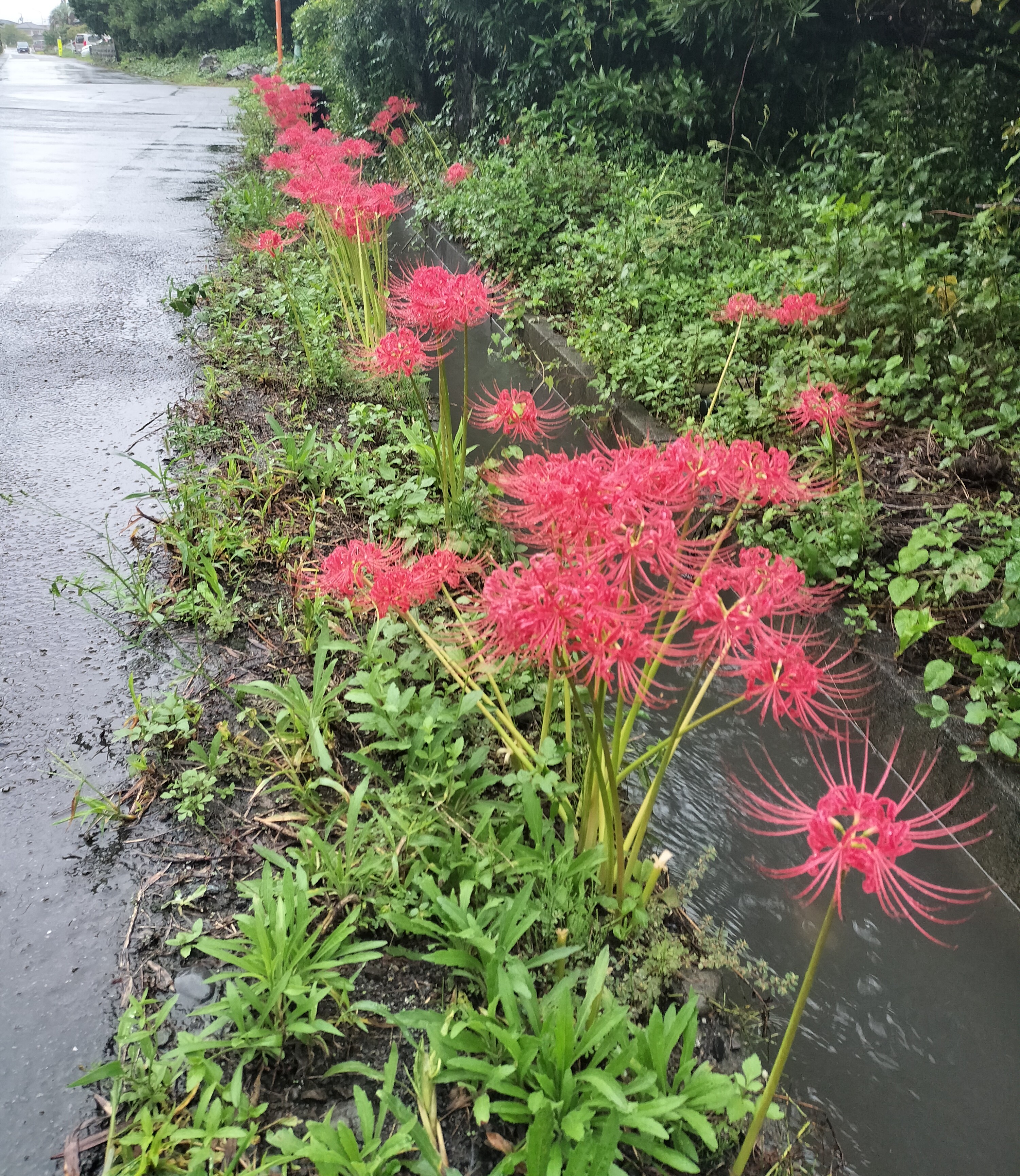 彼岸花とお彼岸