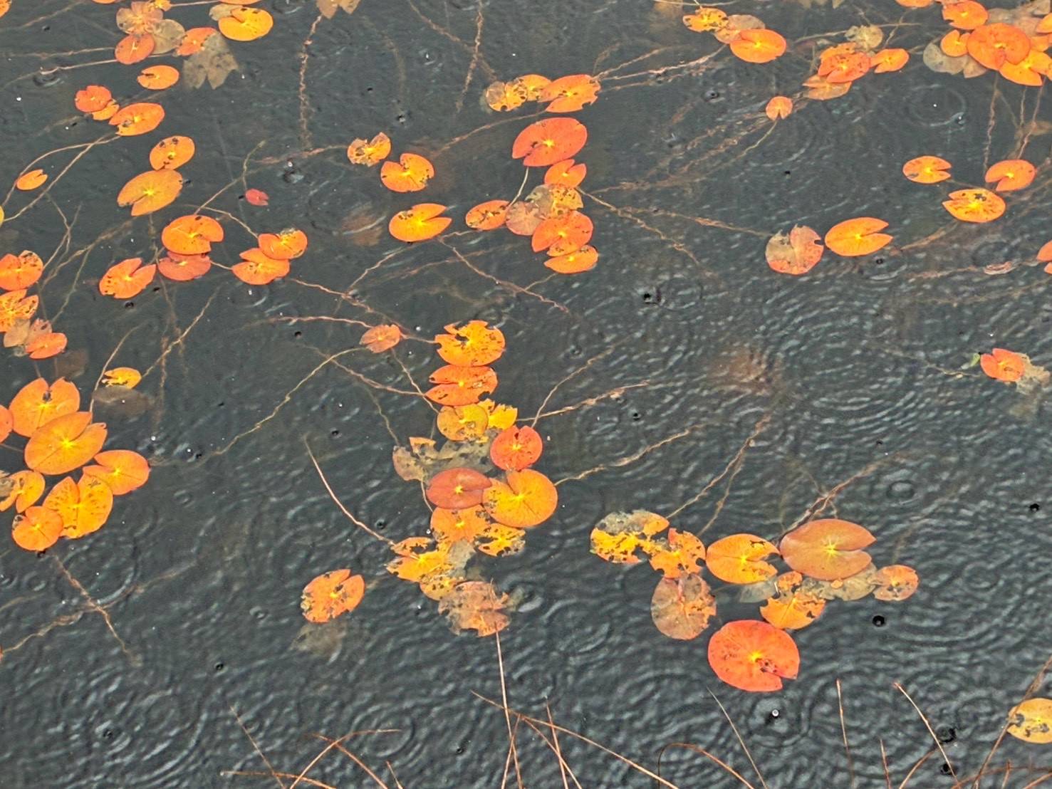 秋色