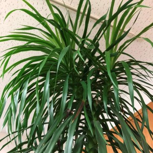 焼津本店の植物たち