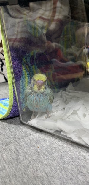 その名は ちよ
