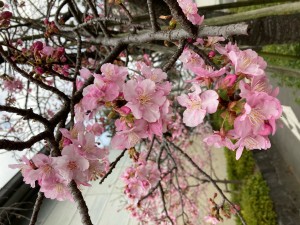 桜3