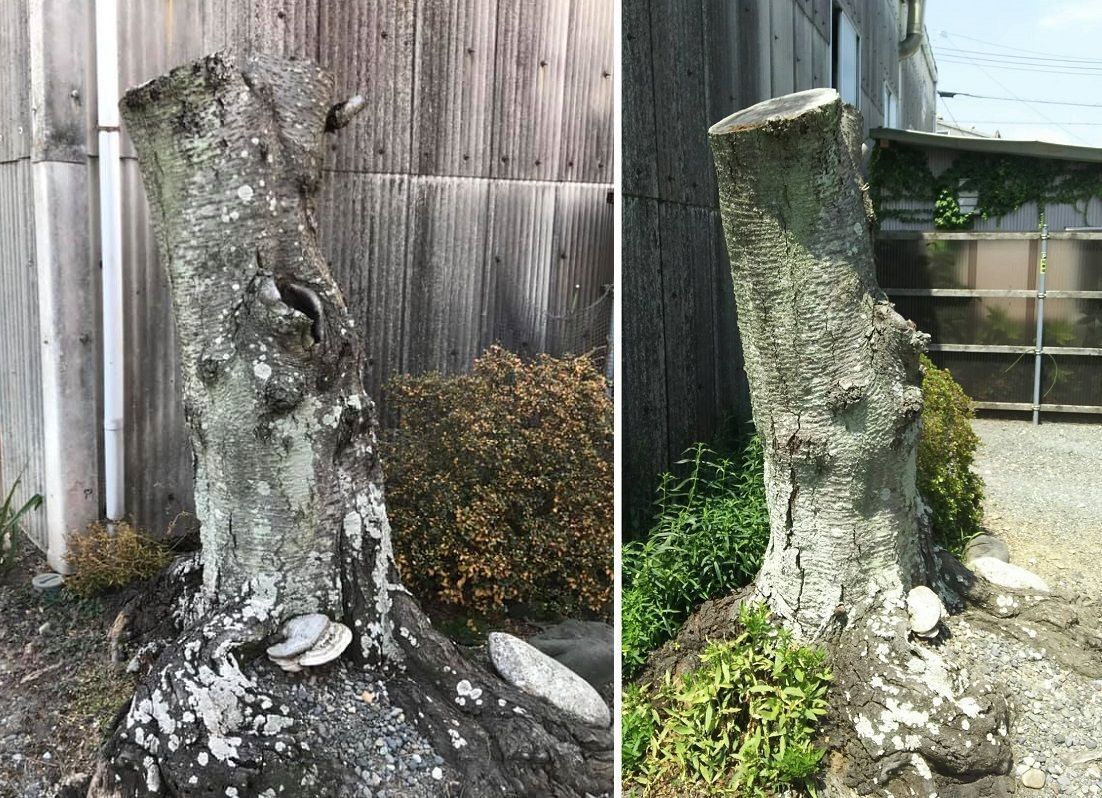 桜の木の幹が仏像に。