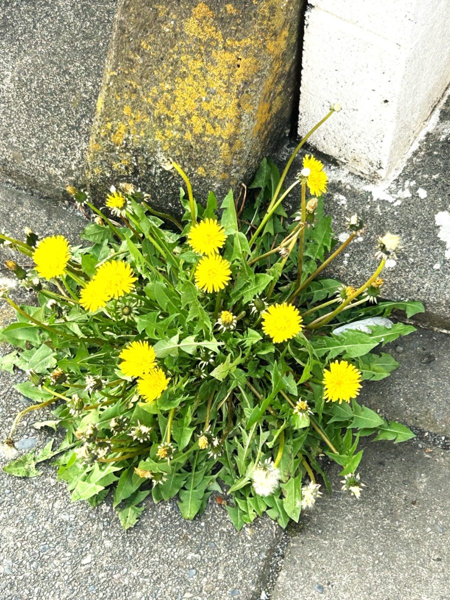 足元の春