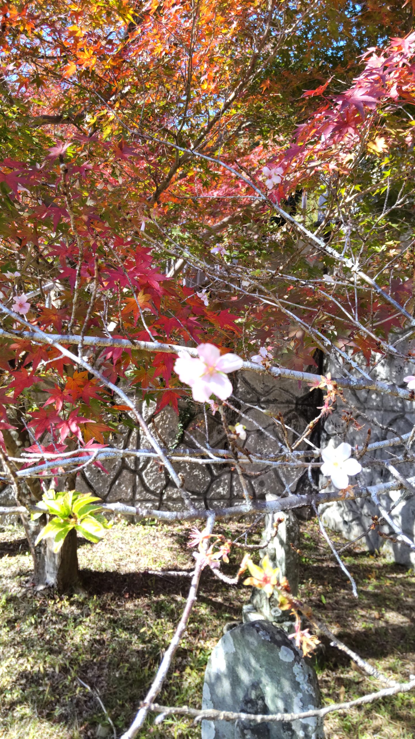 もみじと桜