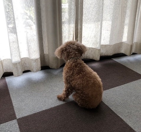 暑くなりました。