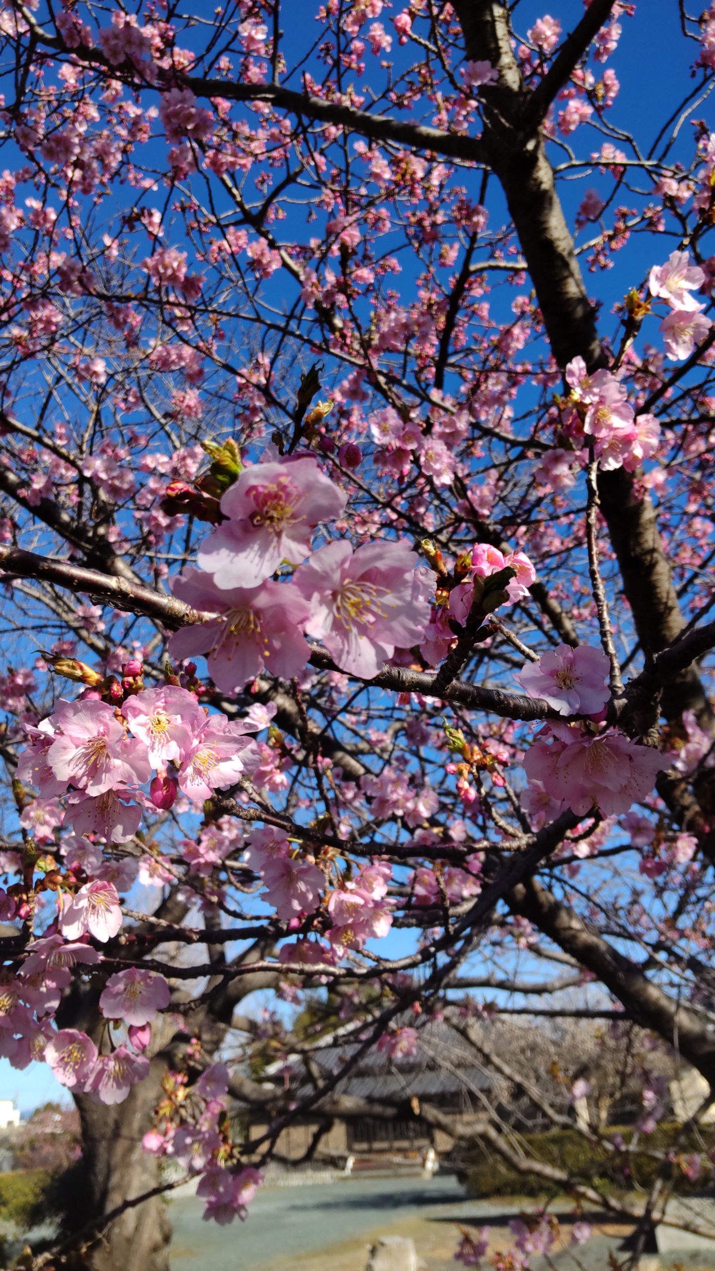 春を感じます????