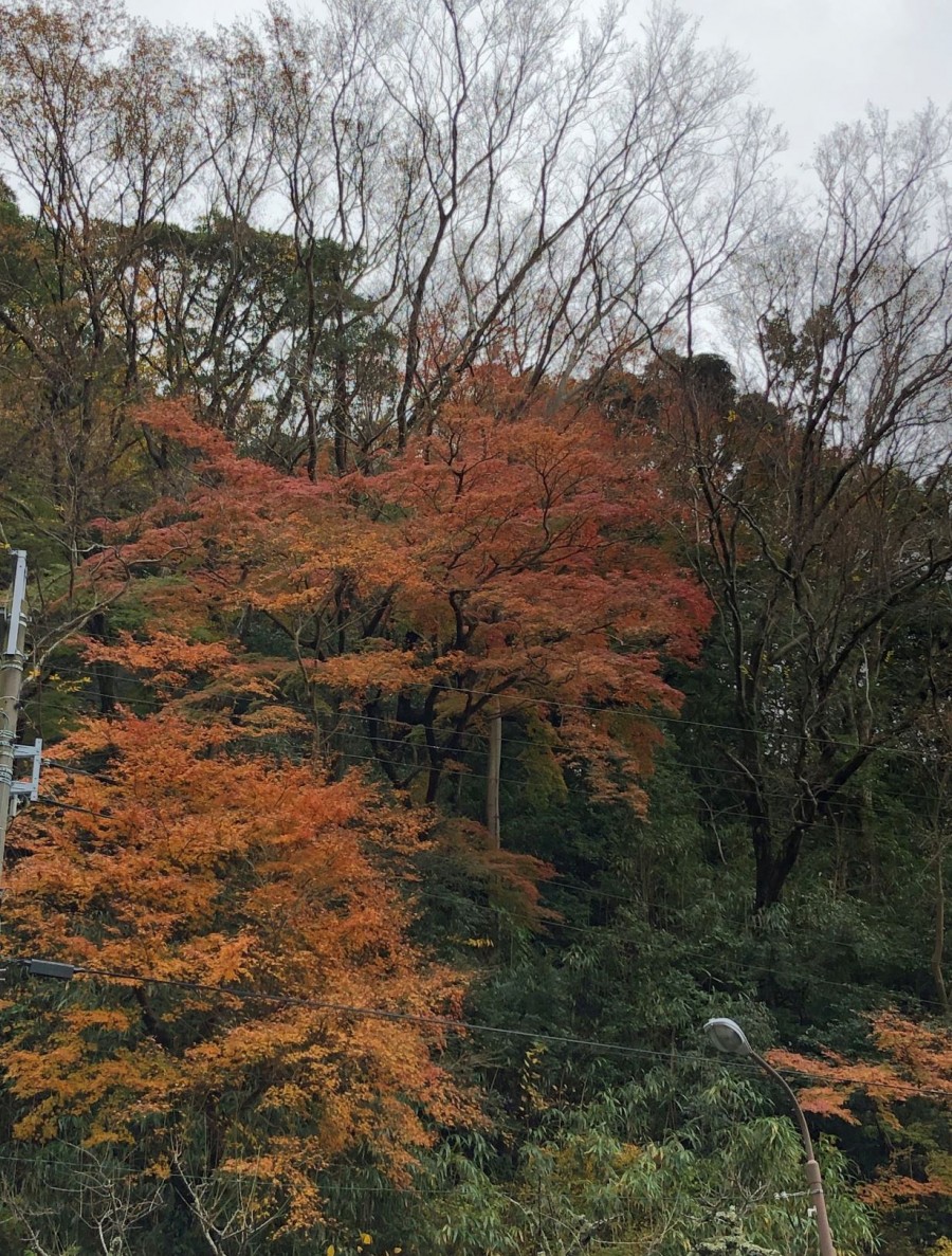紅葉-4