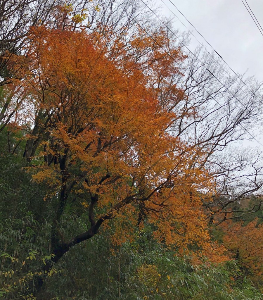 紅葉-2