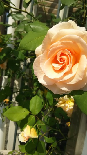 薔薇。