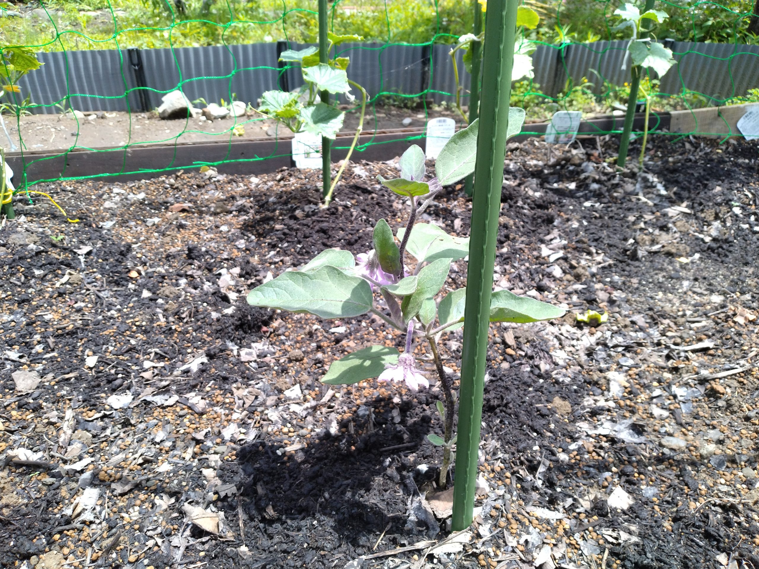 大きく育ってね