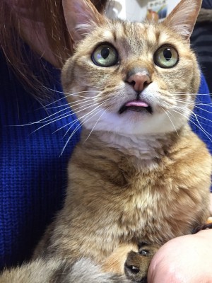 癒し