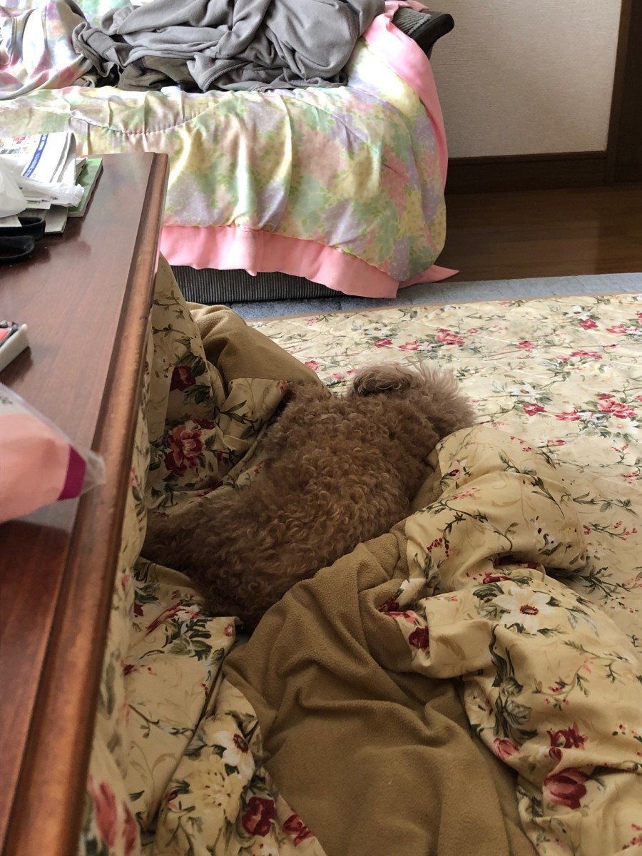 涼しくなりました。