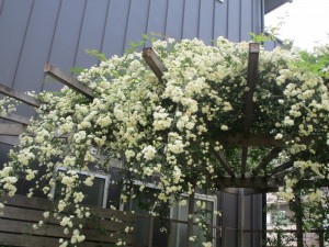 IMG_0613 (2) (800x600)