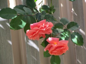 IMG_0638 (800x600)