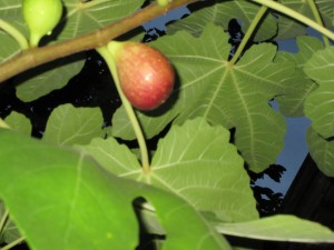 IMG_1452