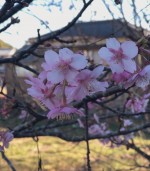 🌸春のお彼岸🌸