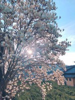 春満開です🌸🌸