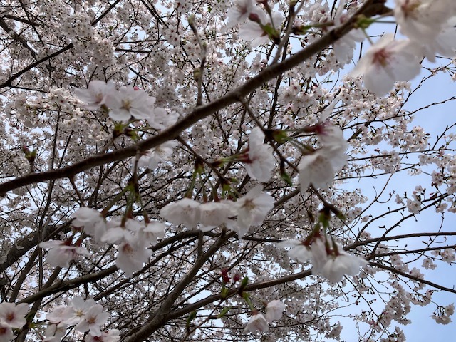 蔵出しセール開催中！