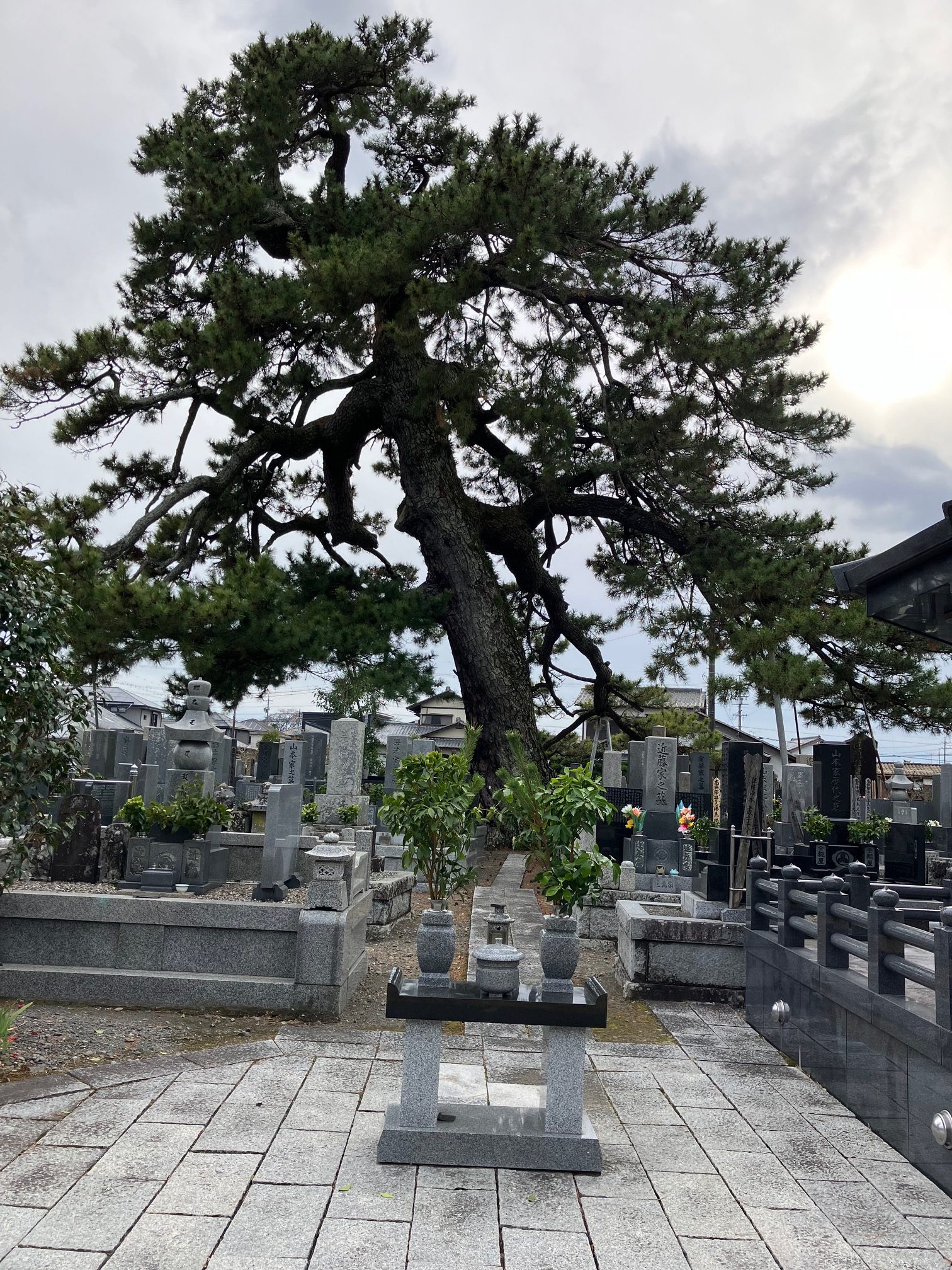 お寺の松