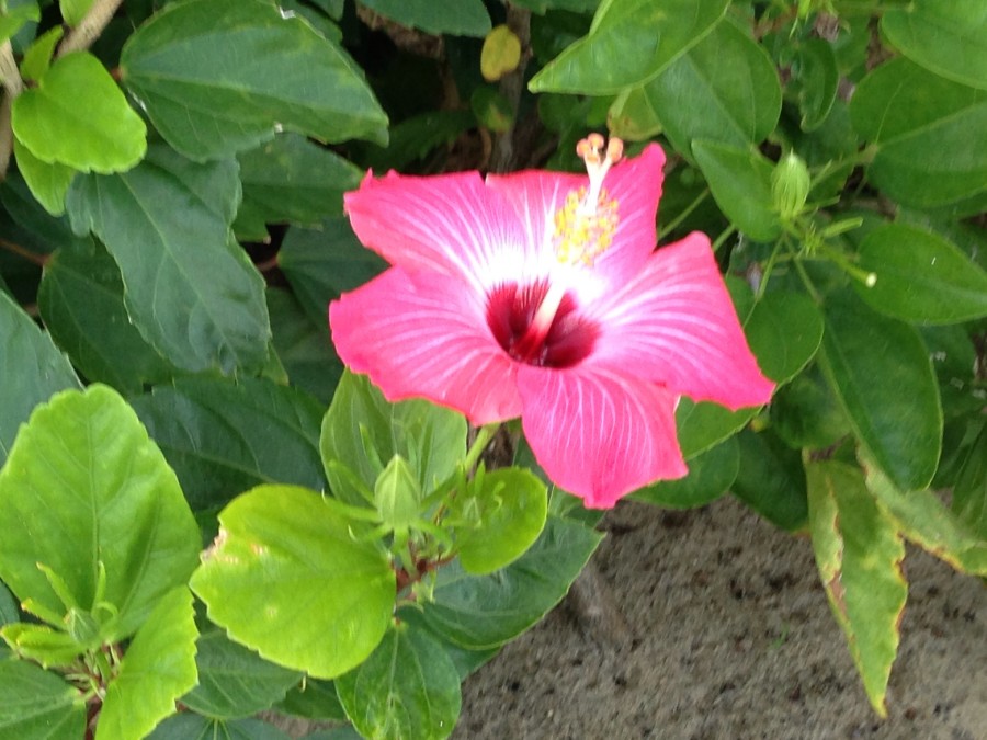 ファミ休で沖縄へ！