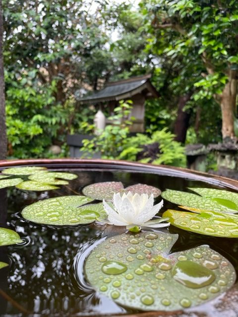 植物のちから