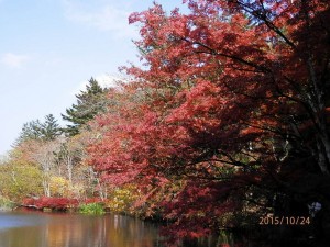 「こうよう」しているので、紅葉狩りは無理?・・・