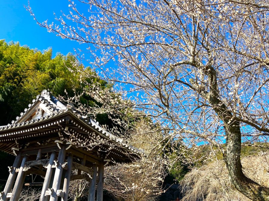 桜????