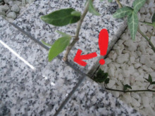 ほのぼの日記 やまきスタッフブログ