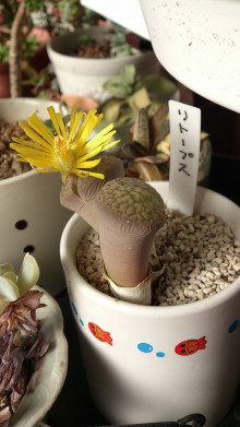 ほのぼの日記 やまきスタッフブログ