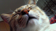 春眠