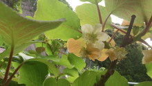 キウイ　5月