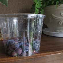 我が家の庭　パート９