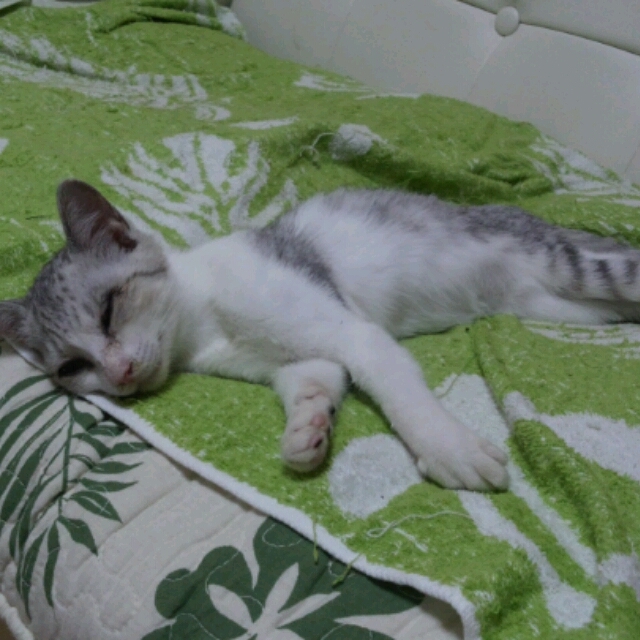 飼い主免許