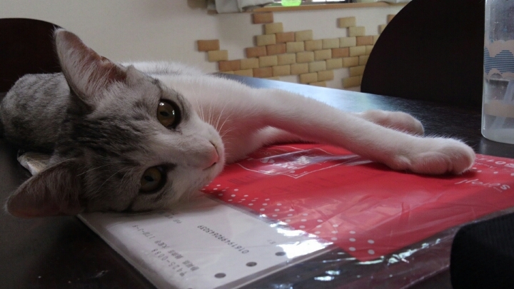 ねこ？いぬ？