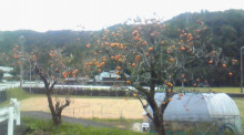 生り年。